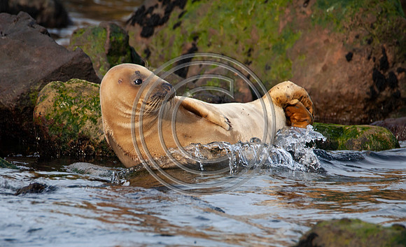 Grey Seals