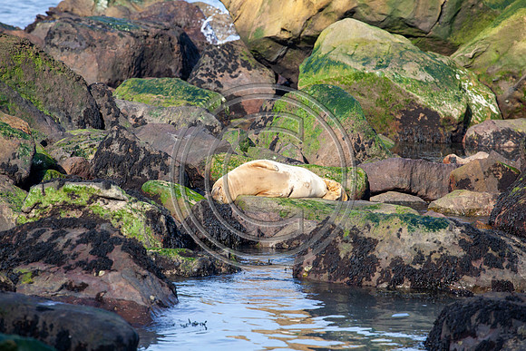 Grey Seals