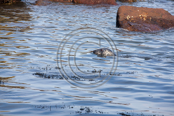 Grey Seals