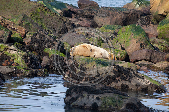 Grey Seals