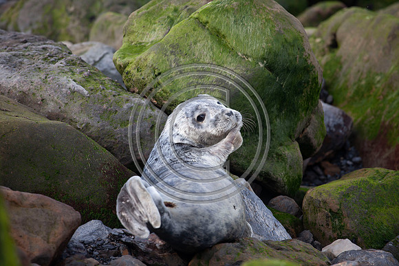 Grey Seals