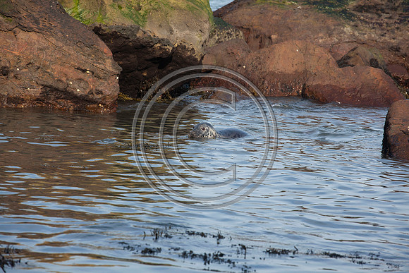 Grey Seals