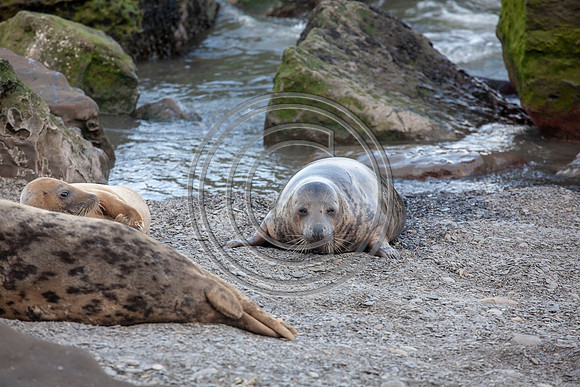 Grey Seals