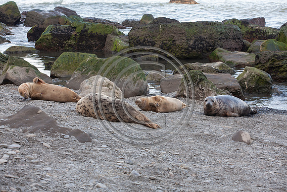 Grey Seals