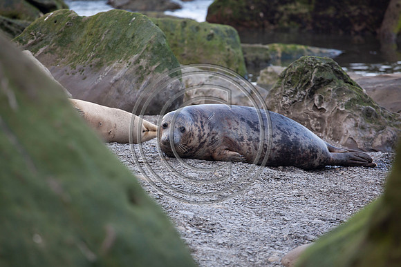 Grey Seals