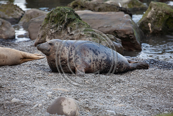 Grey Seals
