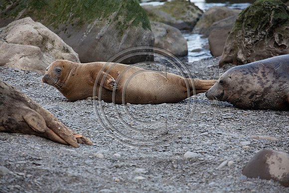 Grey Seals