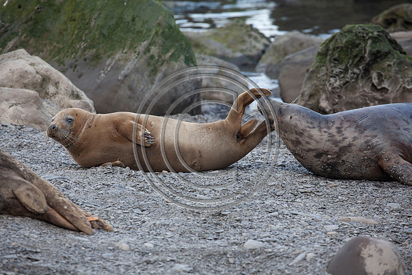 Grey Seals