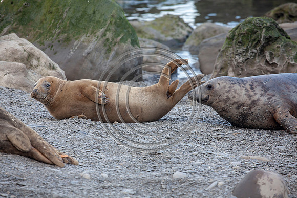 Grey Seals