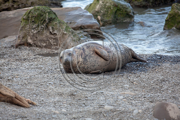 Grey Seals