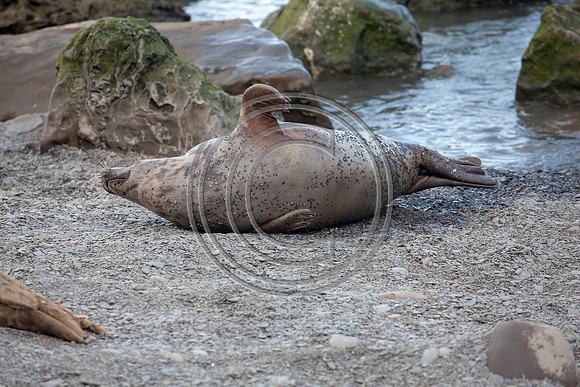 Grey Seals