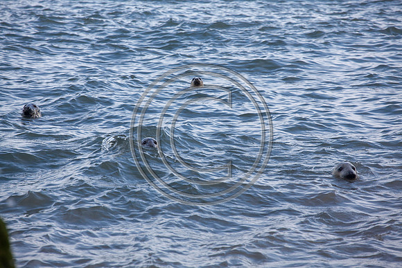 Grey Seals