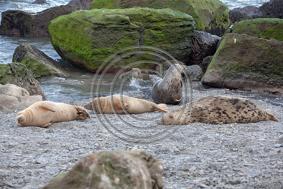 Grey Seals