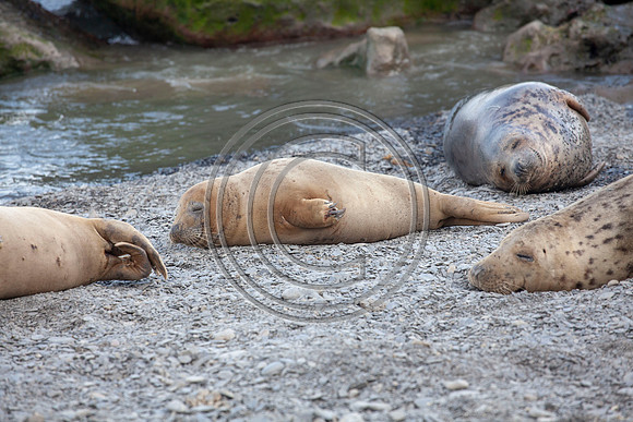 Grey Seals