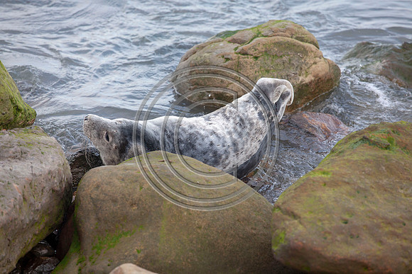 Grey Seals