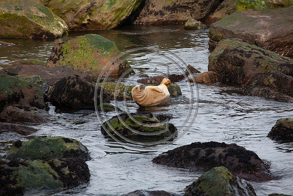 Grey Seals