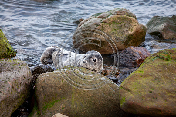 Grey Seals
