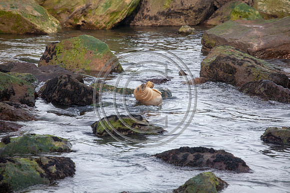 Grey Seals