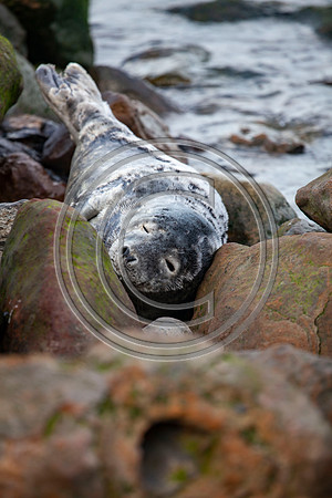 Grey Seals