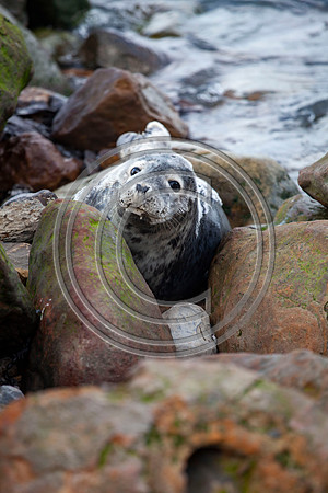 Grey Seals