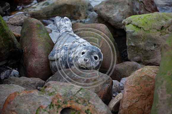 Grey Seals