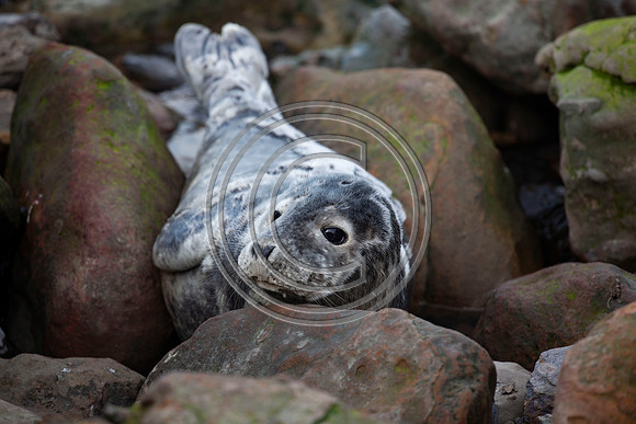 Grey Seals