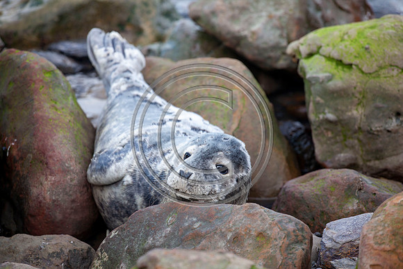 Grey Seals