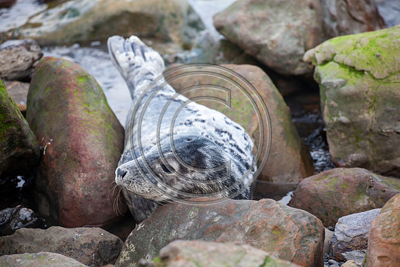 Grey Seals