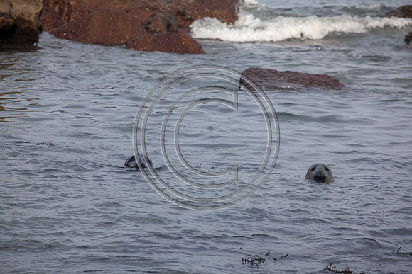 Grey Seals