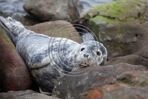 Grey Seals