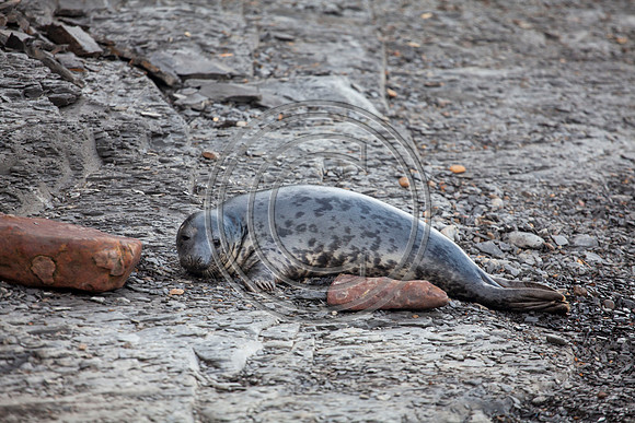 Grey Seals