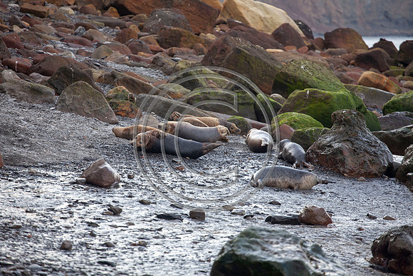 Grey Seals