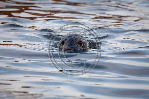 Grey Seals