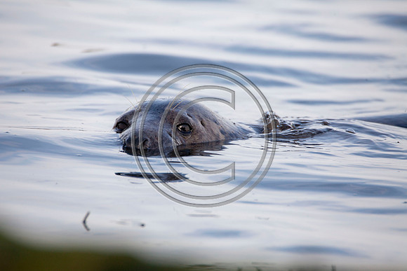 Grey Seals