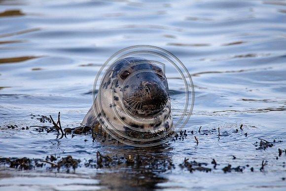 Grey Seals