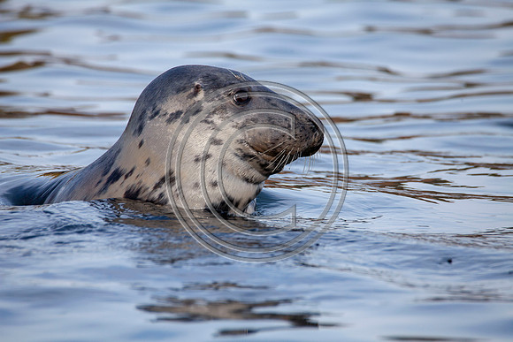 Grey Seals