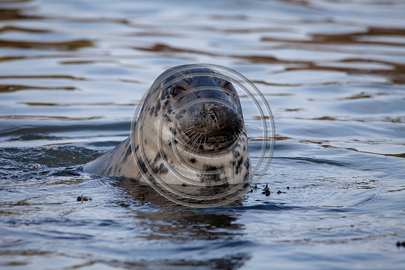 Grey Seals