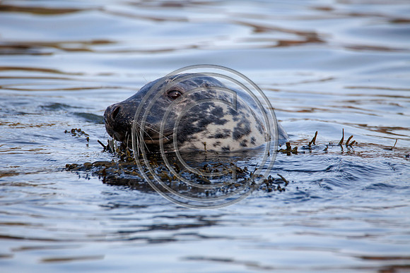 Grey Seals