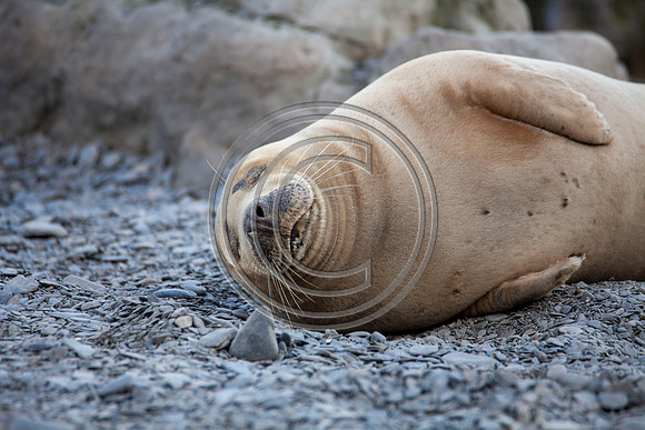 Grey Seals