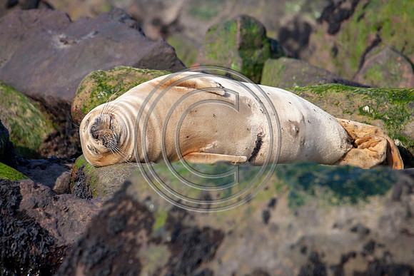 Grey Seals