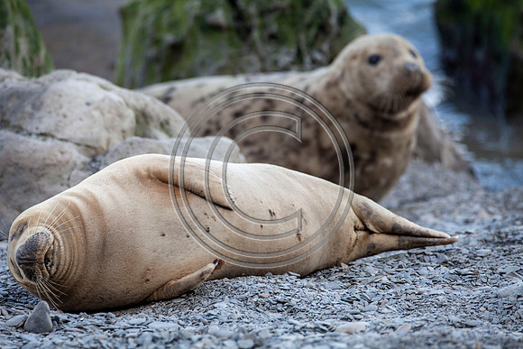 Grey Seals