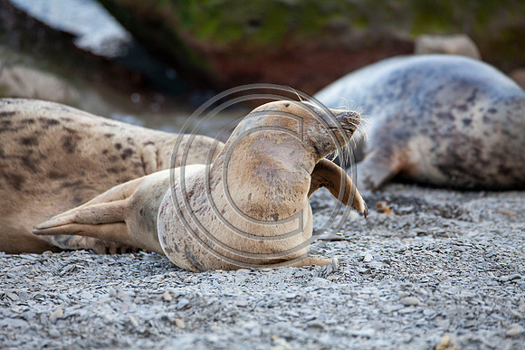 Grey Seals