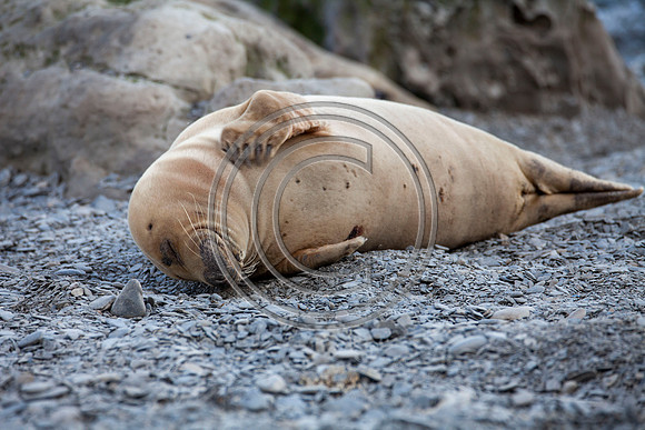 Grey Seals