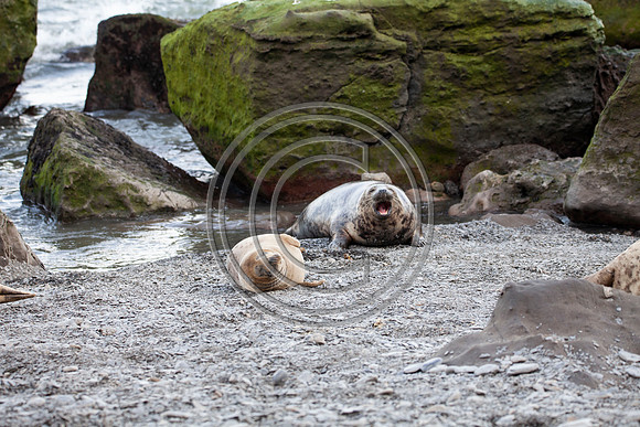 Grey Seals