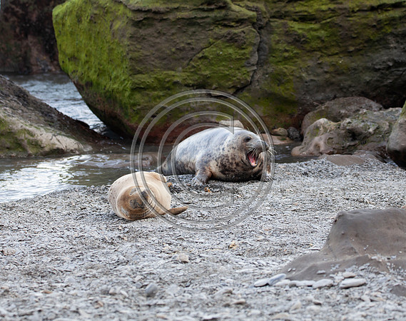 Grey Seals