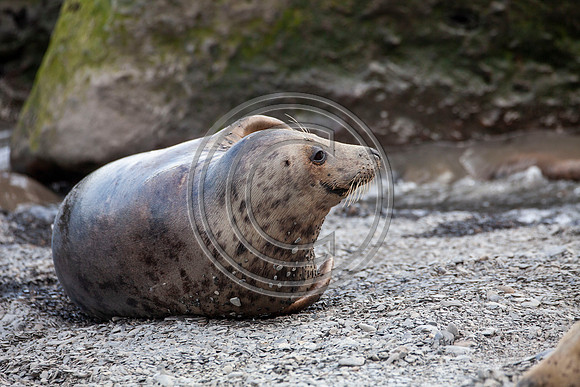 Grey Seals