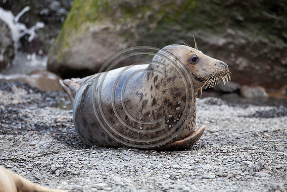 Grey Seals