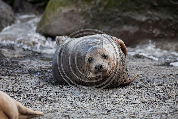 Grey Seals