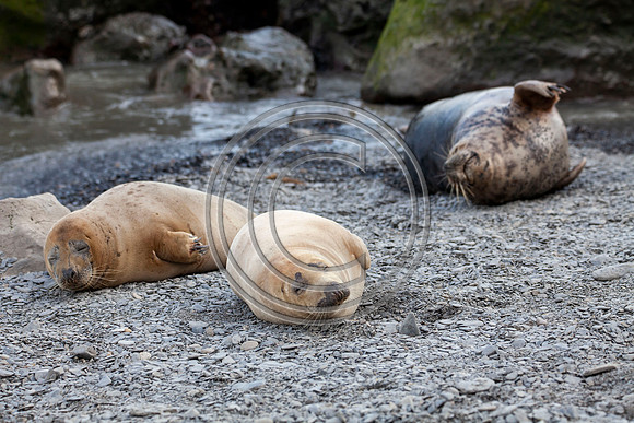 Grey Seals