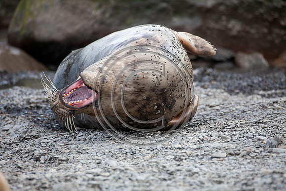 Grey Seals